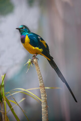 Golden-Breasted Starling Bird (Royal Starling)