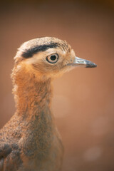 Peruvian Thick-Knee Bird From Chile, Ecuador, And Peru