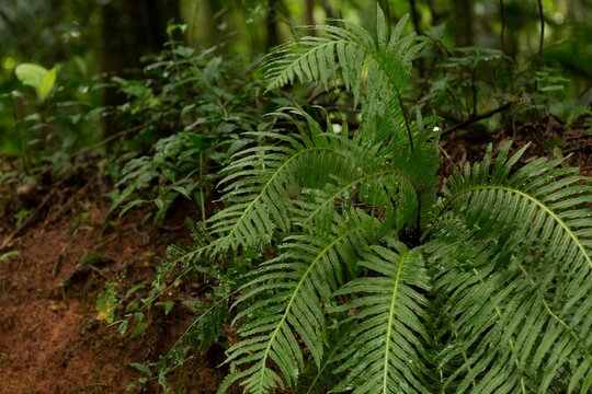 Broto de samambaia e samambaias de todos os tamanhos e colora&ccedil;&otilde;es. As samambaias, ou fetos, s&atilde;o vegetais vasculares membros do t&aacute;xon das pterid&oacute;fitas.
