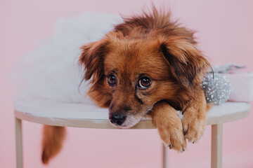 red dog in dress with big eyes