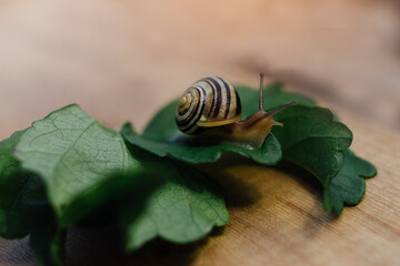 Snail sitting on a leaf