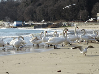 Beautiful swan birds at sunset in the Black Sea