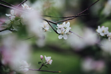 apple blossoms in the summer