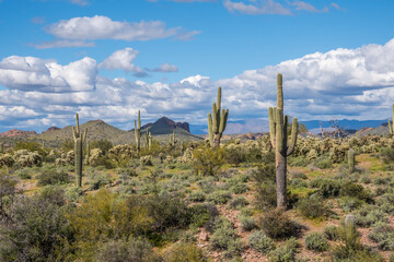 Fototapeta na wymiar An overlooking view of nature in Lost Dutchman SP, Arizona