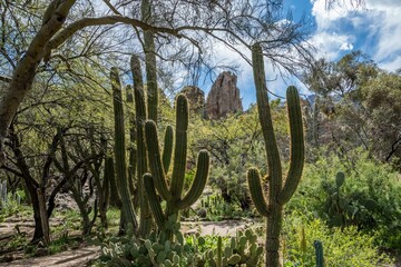An overlooking view of nature in Boyce Thompson Arboretum SP, Arizona