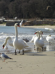 Beautiful swan birds at sunset in the Black Sea