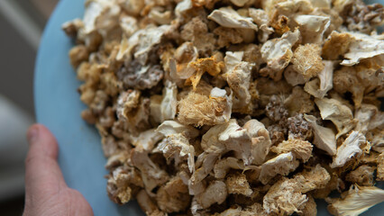 dried fruiting bodies of Hericium erinaceus. Useful substances in the composition of the fruiting bodies of the fungus lion's mane. Erinacins and Hericenones © contentdealer