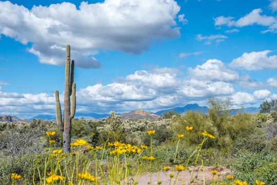 An overlooking view of nature in Lost Dutchman SP, Arizona