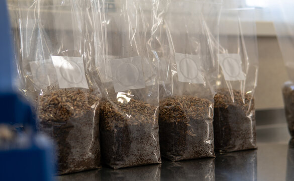 bags for growing mushrooms with grains of rye.
