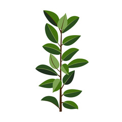 Houseplant ficus rubber for interior decoration. Vector illustration of home flowers. Trendy home decor with plants, urban jungle.