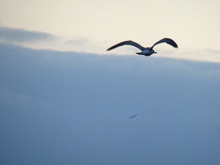 Beautiful swan birds at sunset in the Black Sea