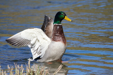 Obraz premium Stockente Erpel bei der Gefiederpflege am Morgen