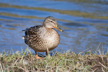 Stockente Weibchen am Morgen