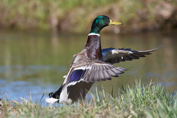 Obraz premium Stockenten Erpel bei der Gefiederpflege am Morgen