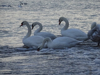 Fototapeta premium Beautiful swan birds at sunset in the Black Sea