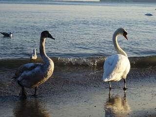 Beautiful swan birds at sunset in the Black Sea