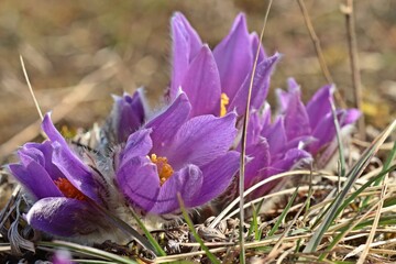 Gewöhnliche Küchenschellen (Pulsatilla vulgaris) am Dörnberg.