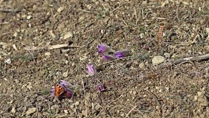 Kleiner Fuchs (Aglais urticae) auf Gemeiner Küchenschelle (Pulsatilla vulgaris)