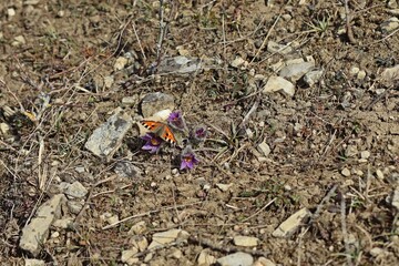 Kleiner Fuchs (Aglais urticae) auf Gemeiner Küchenschelle (Pulsatilla vulgaris)