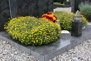 Sommerliche Grabbepflanzung an einem Friedhof in &Ouml;sterreich, gelbe Polsterpflanzen und ein Rosenstrau&szlig; auf einem Familiengrab