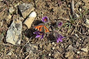 Kleiner Fuchs (Aglais urticae) auf Gemeiner Küchenschelle (Pulsatilla vulgaris)