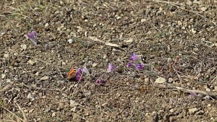 Kleiner Fuchs (Aglais urticae) auf Gemeiner Küchenschelle (Pulsatilla vulgaris)
