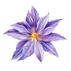 Violet Flower on an isolated white background. Watercolor illustrations. clematis