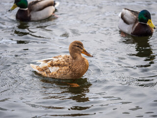 Yellow colored Mallard female Duck swims in the pond. Animal polymorphism