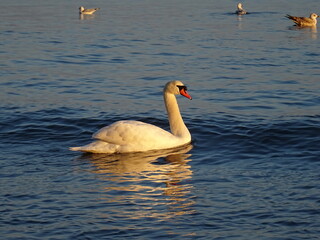 Beautiful swan birds at sunset in the Black Sea