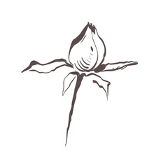 one stylized rose Bud on a short stem hand drawn sketch in black lines on a white background