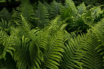 Thick green fern foliage in soft light