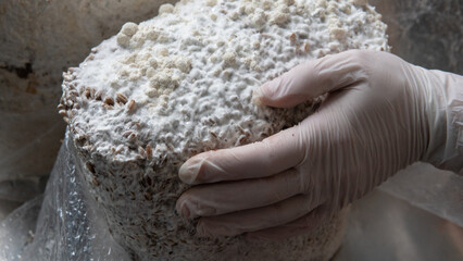 Hericium erinaceus - medicial fungi. Top medicinal mushrooms for health. Lions mane elements © contentdealer