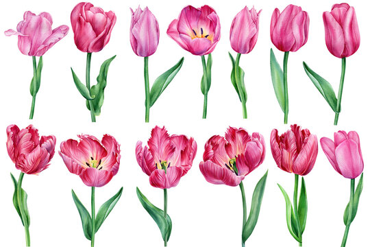 Set flowers, tulips on a white background, watercolor illustration, botanical painting. Flora design