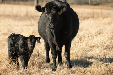 Texas ranch field with black angus cattle shows cow and calf during winter season close up. - obrazy, fototapety, plakaty