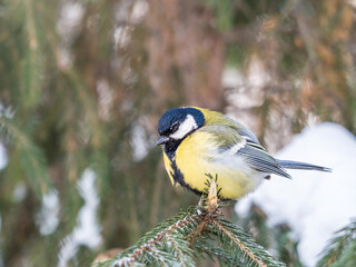 Cute bird Great tit, songbird sitting on the fir branch with snow in winter