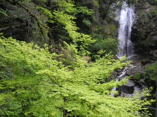 緑と滝