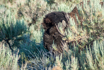 buffalo in the grass