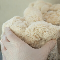 medicinal mushroom nootropic lion's mane. Hericenones and Erinacins. Hericium erinaceus fungi
