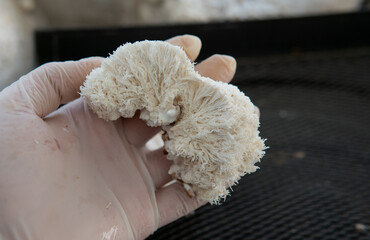 Hericium erinaceus - medicial fungi. Top medicinal mushrooms for health. Lions mane elements © contentdealer