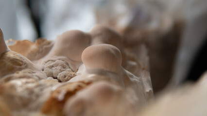 cultivation of exotic mushrooms - reishi mushrooms. Development of fruiting bodies Ganoderma strain