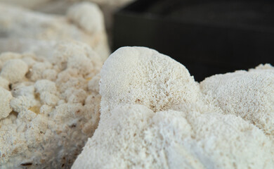 Hericium erinaceus - medicial fungi. Top medicinal mushrooms for health.