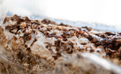Shiitake Mushrooms on mycelium block. Traditional chinese.medicine fungi.