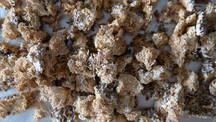 dried fruiting bodies of Hericium erinaceus mushroom close-up