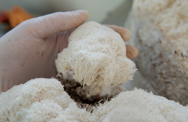 medicinal mushroom nootropic lion's mane. Hericenones and Erinacins. Hericium erinaceus fungi