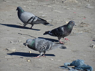 Beautiful birds at nature