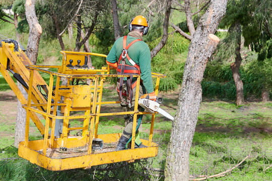 Lumberjack On A Crane With A Hydraulic Platform To Be Able To Reach The Branches Of The Trees That He Has To Cut Down With A Mechanical Saw.