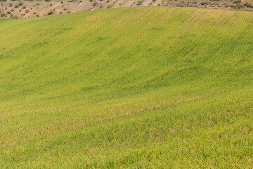 cereal fields in the province of Toledo, Spain