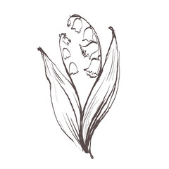 Lily of the valley flower drawing illustration. Black and white with line art on white backgrounds