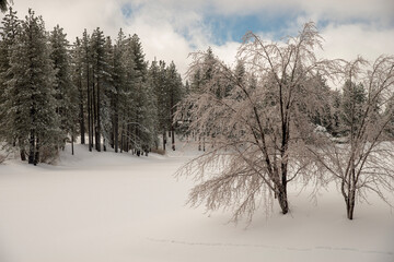 snow covered trees