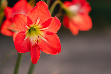 Fototapeta premium red flowers blooming in summer